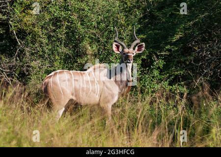 Male Greater kudu antilope bull Tragelaphus strepsiceros in boschi del Parco Nazionale Kruger, Sud Africa Foto Stock