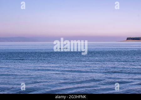 Delfini tursiopi (Tursiops truncatus) nel Moray Firth a Chanonry Point vicino Inverness, Regno Unito Foto Stock