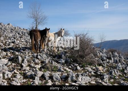 Cavalli selvatici al Monte Gennaro, Parco Regionale dei Monti Lucretili in Italia Foto Stock