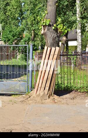 Protezione degli alberi durante il rinnovo della strada in città. Ambiente. Foto Stock