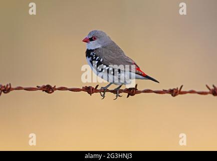 Diamond Fretail (Stagonopleura guttata) adulto arroccato su arrugginito recinto filo spinato sud-est Queensland, Australia Dicembre Foto Stock