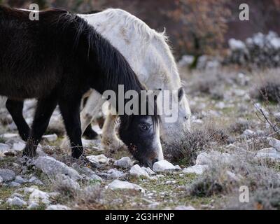 Cavalli selvatici al Parco Regionale dei Monti Lucretili in Italia Foto Stock