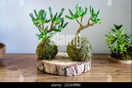 Kokedama di una pianta succulenta chiamata Crassula ovata Gollum o Hobbit su un tavolo di legno Foto Stock