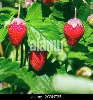 Belle fresche e gustose fragole in giardino Foto Stock