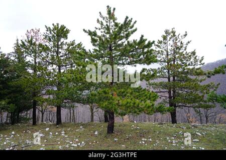 Paesaggio invernale al Parco Regionale dei Monti Lucretili, Italia Foto Stock