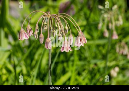 Aglio al miele bulgaro, Honungslök (Allium siculum) Foto Stock