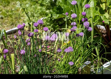 Erba cipollina, Gräslök (Allium schoenoprasum) Foto Stock