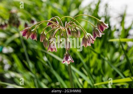 Aglio al miele bulgaro, Honungslök (Allium siculum) Foto Stock