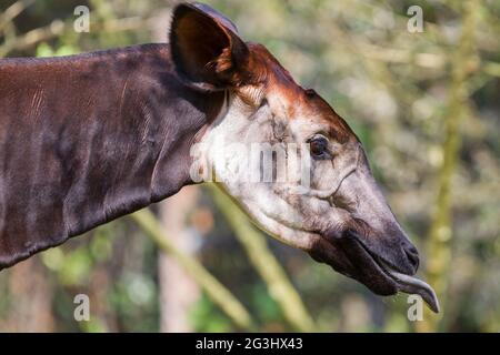 Primo piano di un okapi mangiare Foto Stock