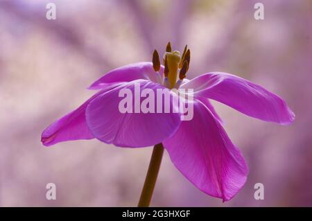 Tulipani rosa. Fiori primaverili Foto Stock