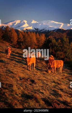 Alba nel massiccio innevato del Canigou, visto dal Colle d'Ares con mucche in primo piano (Vallespir, Pirenei Orientali, Francia) Foto Stock