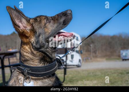 Un felice cucciolo tedesco di quattro mesi Shepherd guardando la macchina fotografica. Linea di lavoro razza Foto Stock