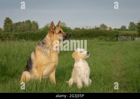 Pastore tedesco alsaziano e Labradoodle seduto sull'erba Foto Stock