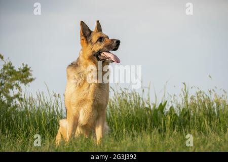 Il pastore tedesco cane alsaziano contro un cielo limpido Foto Stock