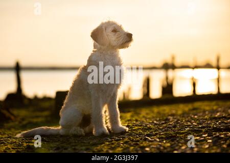 Cucciolo guardando avanti contro un tramonto Foto Stock