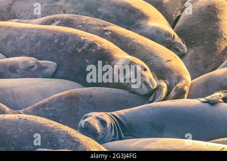 Dormire elefante settentrionale sigilli Mirounga angustirostris, San Simeon , California, Stati Uniti. Foto Stock