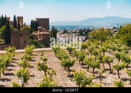 Peering all'Alhambra e città di Granada da accanto ad un frutteto in Granda, Spagna Foto Stock