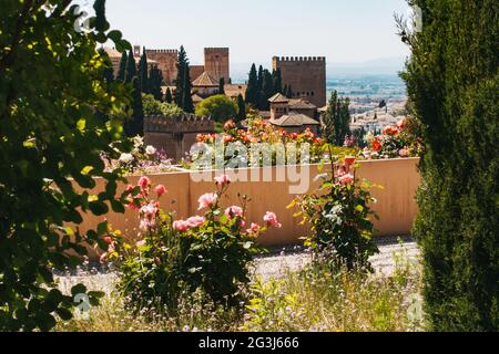 Torreggia al complesso del palazzo dell'Alhambra da dietro i giardini ornati delle rose nel Generalife a Granada, Spagna Foto Stock