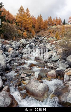 Autunno o autunno colore Larch alberi con poco ruscello o fiume che passa sopra le rocce. Idilliaco autunno o autunno sfondo foresta Foto Stock