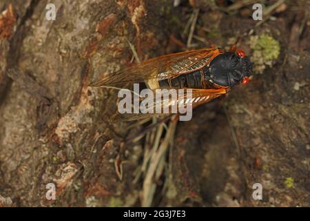 Cicada periodica, Magicicada septendim, cicada periodica di 17 anni, adulto infettato con fungo di Massospora che li fa perdere il loro abdo inferiore Foto Stock