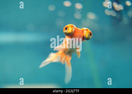 Voilehvost goldfish dietro il vetro in un acquario blu, primo piano Foto Stock