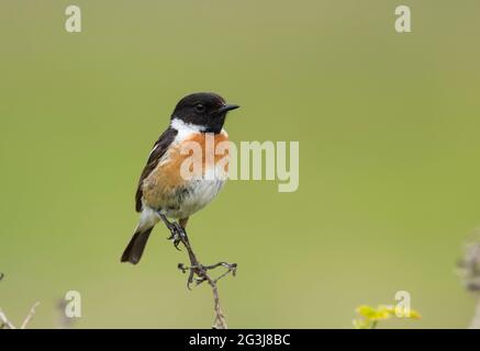 Il maschio Stonechat (Saxicola rubicola) sedette su una roccia al sole sulla costa dello Yorkshire in Inghilterra. Foto Stock