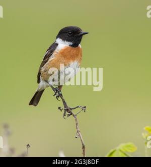 Il maschio Stonechat (Saxicola rubicola) sedette su una roccia al sole sulla costa dello Yorkshire in Inghilterra. Foto Stock