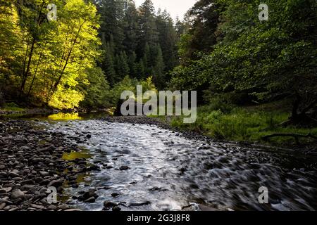 Bull Creek scorre all'interno del Humboldt Redwoods state Park nella California settentrionale. Foto Stock