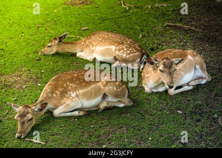 Un gruppo di tre cervi che giacciono all'ombra e si raffreddano mentre il sole sta bruciando caldo Foto Stock