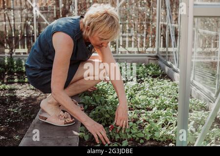 Le donne di 55 anni sono impegnate nel suo piccolo orto nel tempo libero Foto Stock