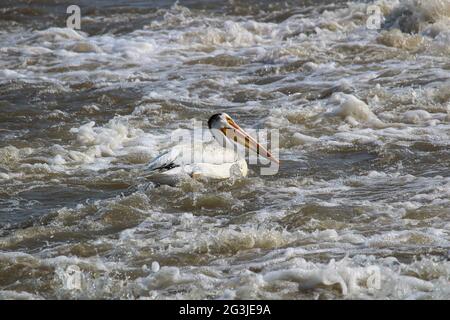 Un americano Pelican bianco nuota in acqua bianca Foto Stock