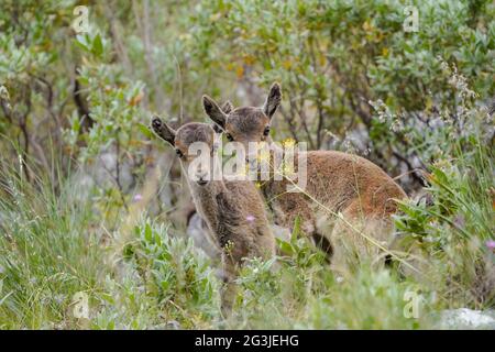 Due stambecchi spagnoli, capra selvatica spagnola, o capra selvatica iberica (Capra pyrenaica), Andalucia, Spagna. Foto Stock