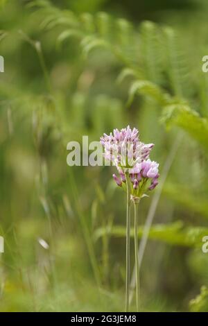 Rosy aglio, Allium illyricum, che cresce in una riserva naturale spagnola, Andalusia, Spagna. Foto Stock