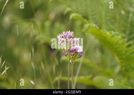 Rosy aglio, Allium illyricum, che cresce in una riserva naturale spagnola, Andalusia, Spagna. Foto Stock
