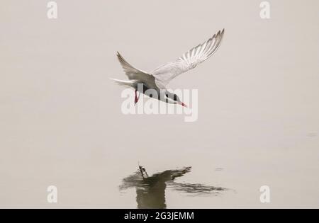 Terna whiskered in volo, stagione di allevamento, piumaggio estivo, Guadalhorce riserva naturale, Spagna. Foto Stock