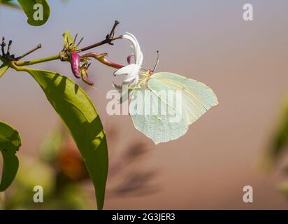 Gonepteryx cleopatra, farfalla Cleopatra, alimentazione su Jazmin, Andalusia, Spagna. Foto Stock