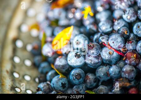 Mirtilli selvatici maturi e appena raccolti in colapasta Foto Stock