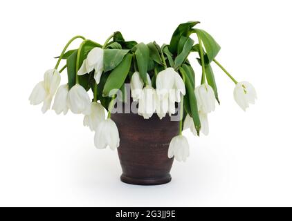 Vaso pieno di droopy e fiori morti Foto Stock