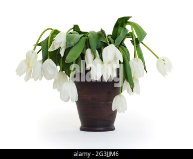 Vaso pieno di droopy e fiori morti Foto Stock