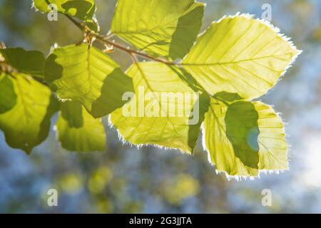 Foglie verdi fresche giovani in primavera. Nuove foglie verdi fresche sugli sfondi verdi. Giorno di primavera brillante Foto Stock