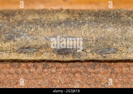 Primo piano di vecchi palanchini in pelle Foto Stock