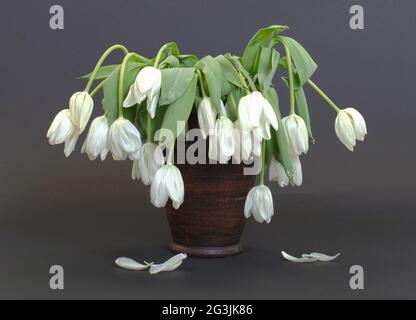 Vaso pieno di droopy e fiori morti Foto Stock