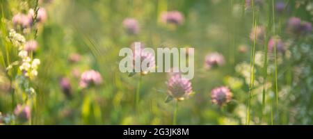 Trifoglio rosa selvaggio (Trifolium pratense) su sfondo sole bella natura primavera. Scena estiva con fiore di trifoglio di colore rosa Foto Stock