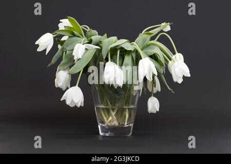 Vaso pieno di droopy e fiori morti Foto Stock