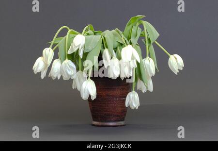 Vaso pieno di droopy e fiori morti Foto Stock