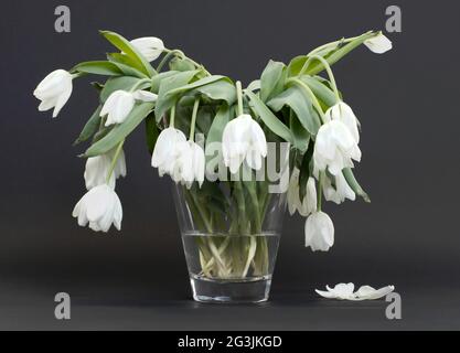 Vaso pieno di droopy e fiori morti Foto Stock