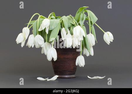 Vaso pieno di droopy e fiori morti Foto Stock