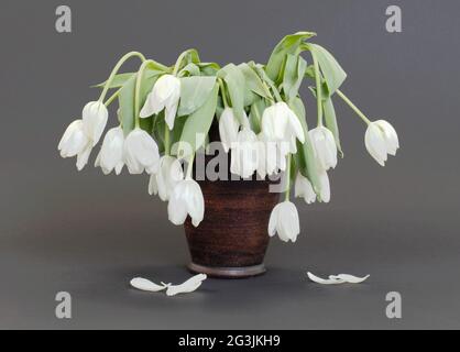 Vaso pieno di droopy e fiori morti Foto Stock