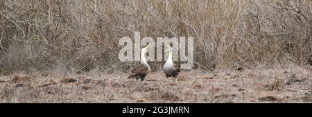 Galapagos Albatross aka albrosses ondulati di accoppiamento danza corso rituale Foto Stock