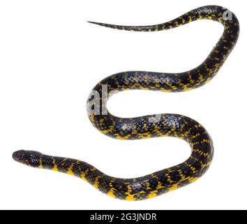 Serpente di colubride acquatico (Erythrolamprus taeniogaster), provincia di Orellana, Ecuador Foto Stock